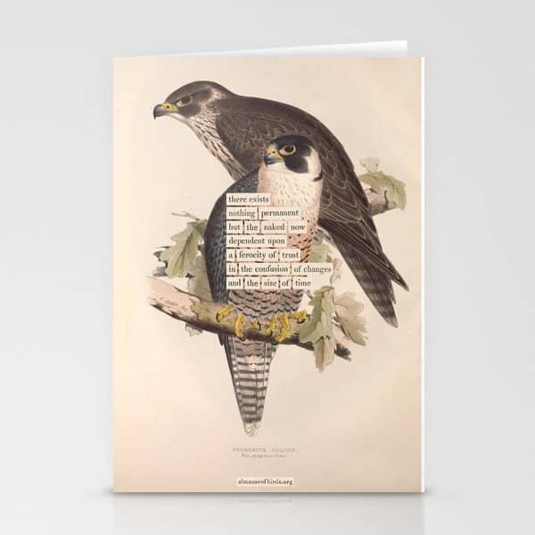 Bird Divinations: Peregrine Falcon (About: Almanacofbirds.Org) Stationery Card