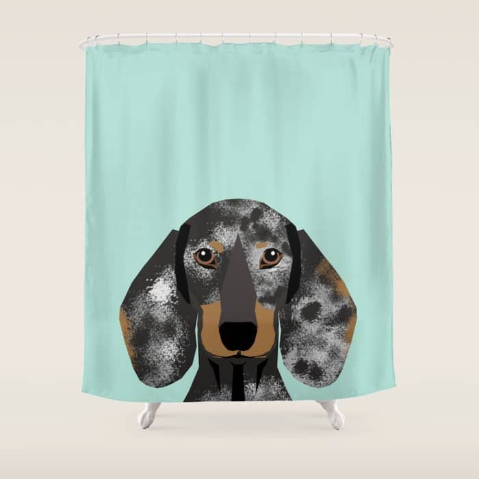 Doxie Dachshund Merle Dapple Dog Cute Must Have Dog Accessories Dog Gifts Cute Doxies Dachshunds Des Shower Curtain