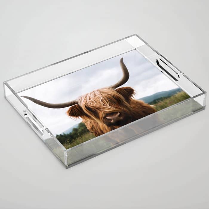 Scottish Highland Cattle Portrait Acrylic Tray