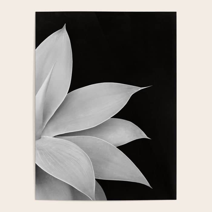 Agave Finesse #2 #Tropical #Decor #Art #Homestorie Poster