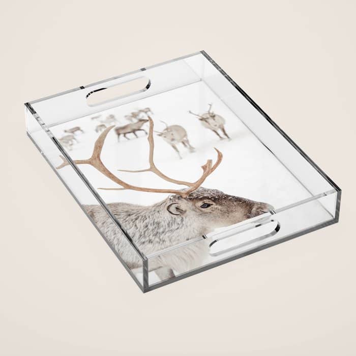 Reindeer With Antlers Art Print | Tromsø Norway Animal Snow Photo | Arctic Winter Travel Photography Acrylic Tray