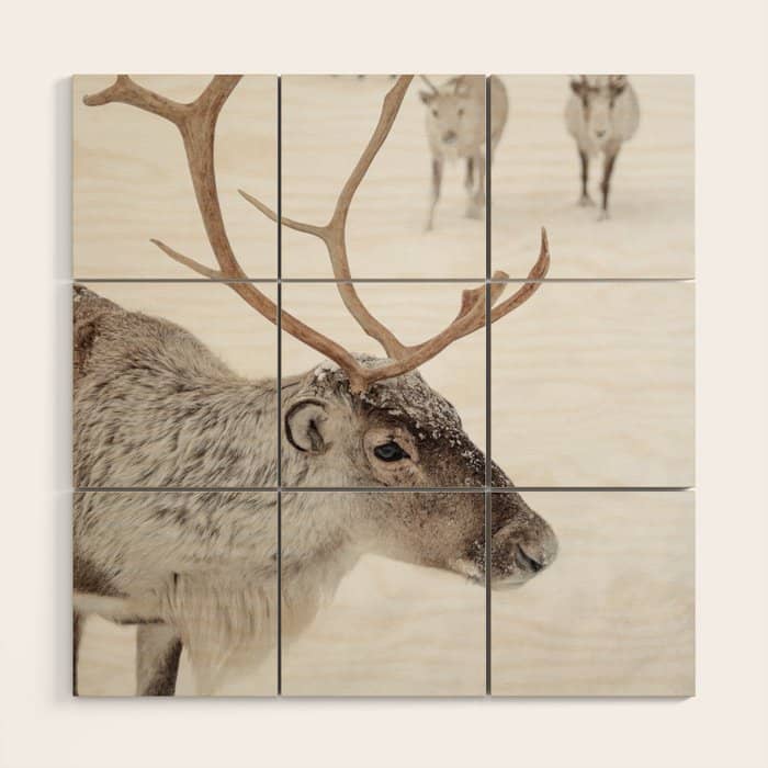 Reindeer With Antlers Art Print | Tromsø Norway Animal Snow Photo | Arctic Winter Travel Photography Wood Wall Art