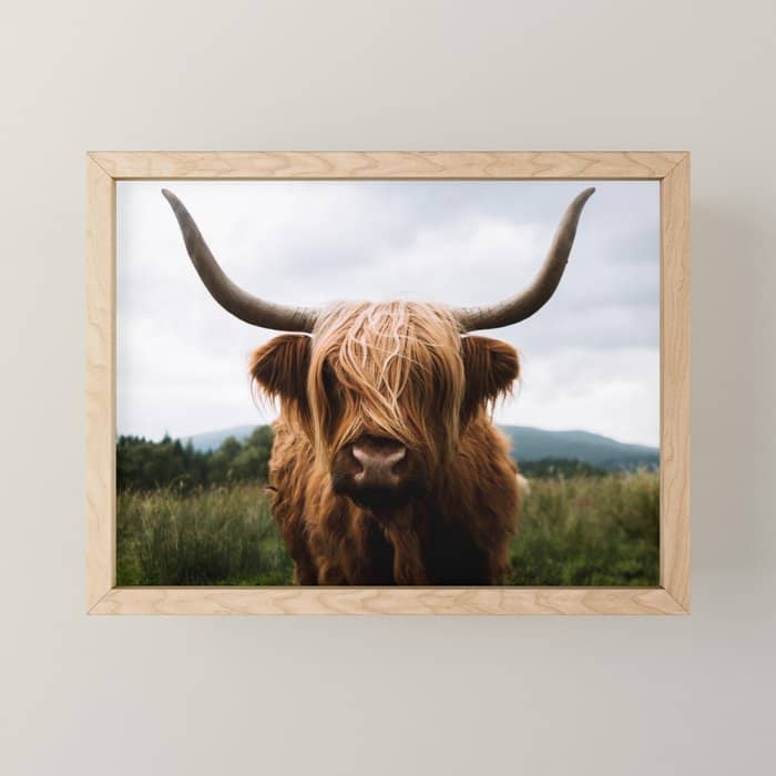 Scottish Highland Cattle Portrait Mini Art Print