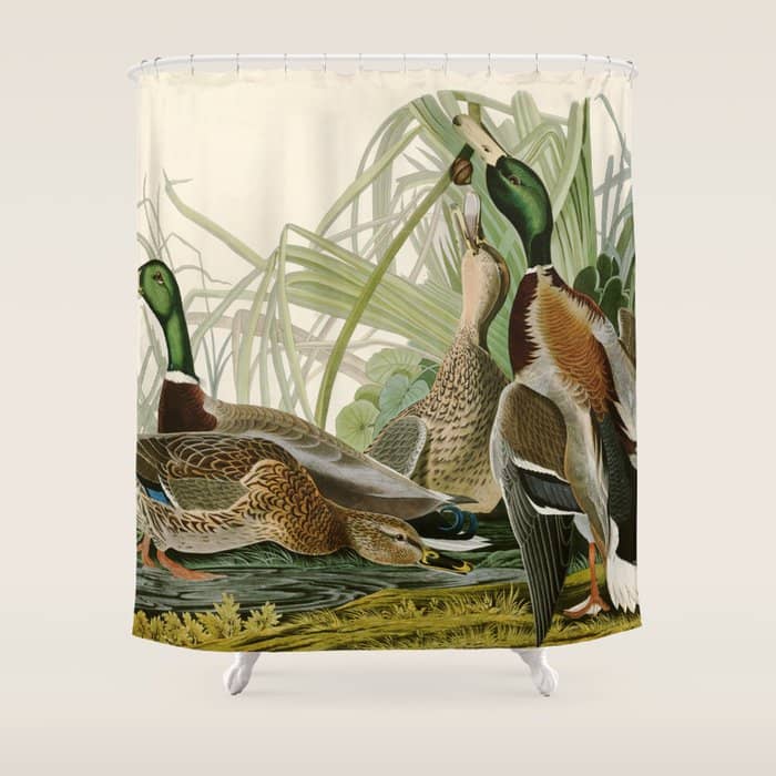 Mallard Duck - John James Audubon Birds Of America Shower Curtain