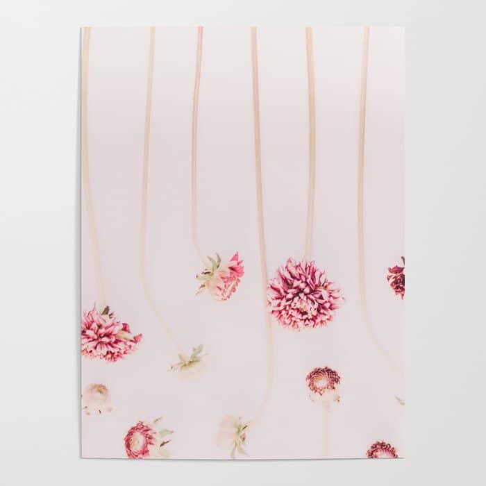 Strawflowers - Pink Flowers By Ingrid Beddoes Poster