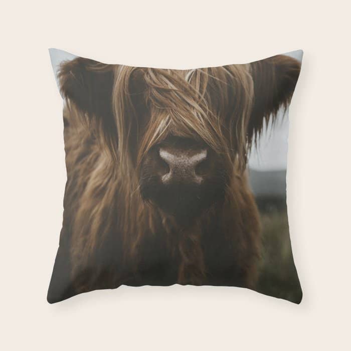 Animal Photography - Scottish Highland Cattle Throw Pillow