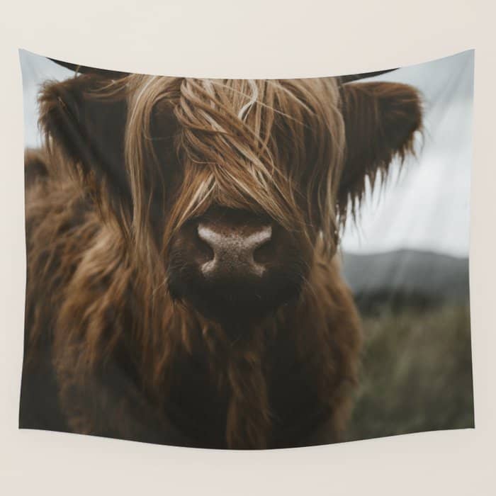 Animal Photography - Scottish Highland Cattle Wall Tapestry