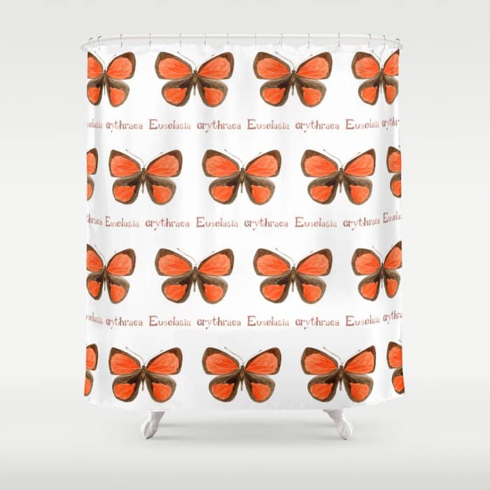 Butterfly - Euselasia Erythraea Shower Curtain