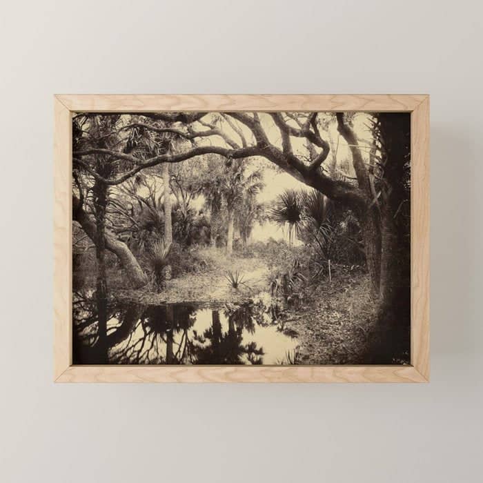 Live Oaks And Palmetto Everglades Florida 1886 - Vintage Photo By George Barker Mini Art Print