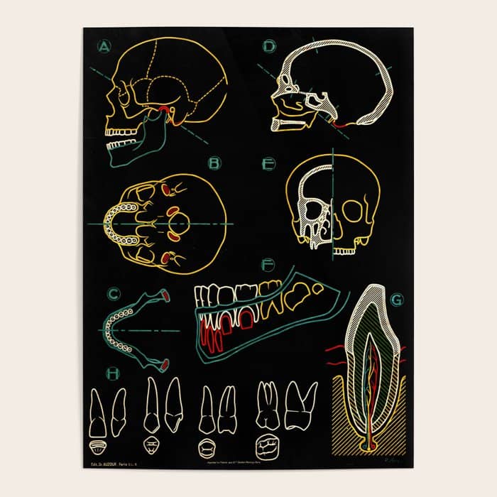 Paul Sougy: The Human Skull, 1950s (Proceeds Benefit The Nature Conservancy) Poster