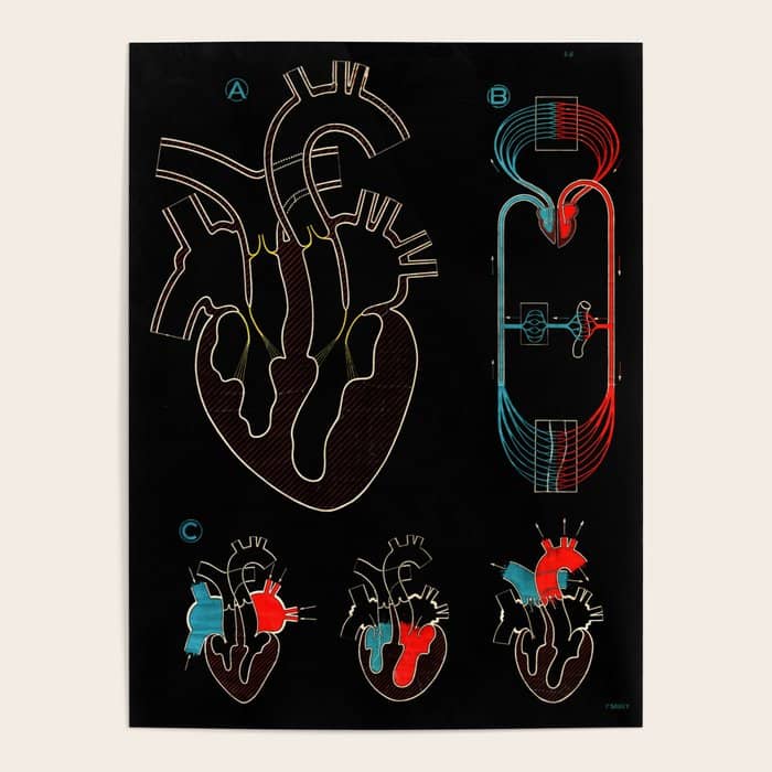 Paul Sougy: The Human Heart, 1950s (Proceeds Benefit The Nature Conservancy) Poster