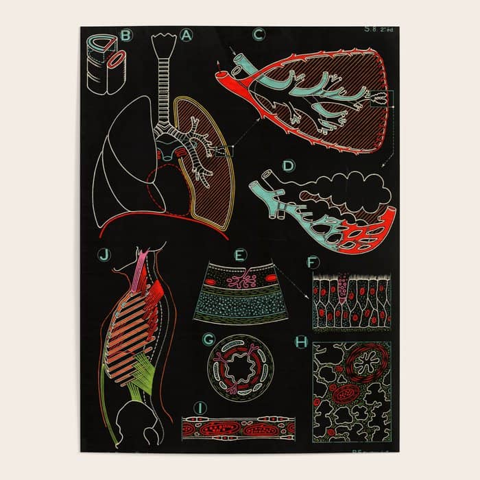 Paul Sougy: The Human Lung, 1957 (Proceeds Benefit The Nature Conservancy) Poster