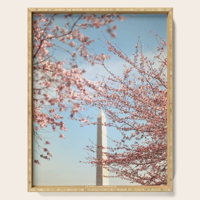 Washington Dc Cherry Blossoms Serving Tray