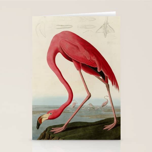 American Flamingo By John James Audubon, Vintage Illustration Stationery Card
