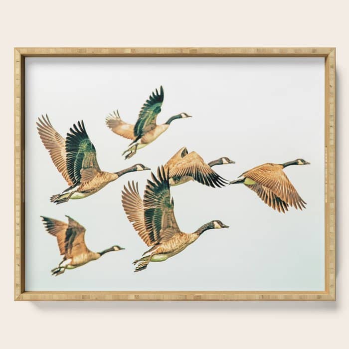 Fly Away || #Photography #Birds Serving Tray