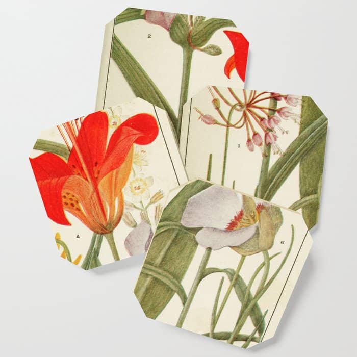 Wildflowers From "Rocky Mountain Flowers" (1914) By Edith Clements (Benefitting The Nature Conservancy) Coaster