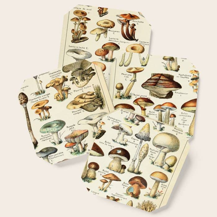 Vintage Mushroom & Fungi Chart By Adolphe Millot Coaster