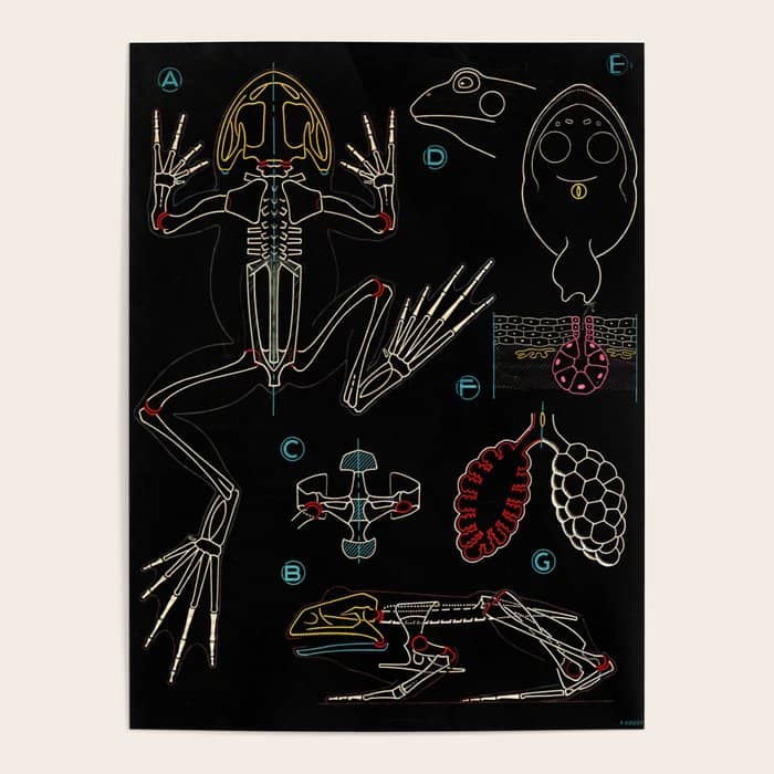 Paul Sougy: The Frog, 1950s (Proceeds Benefit The Nature Conservancy) Poster