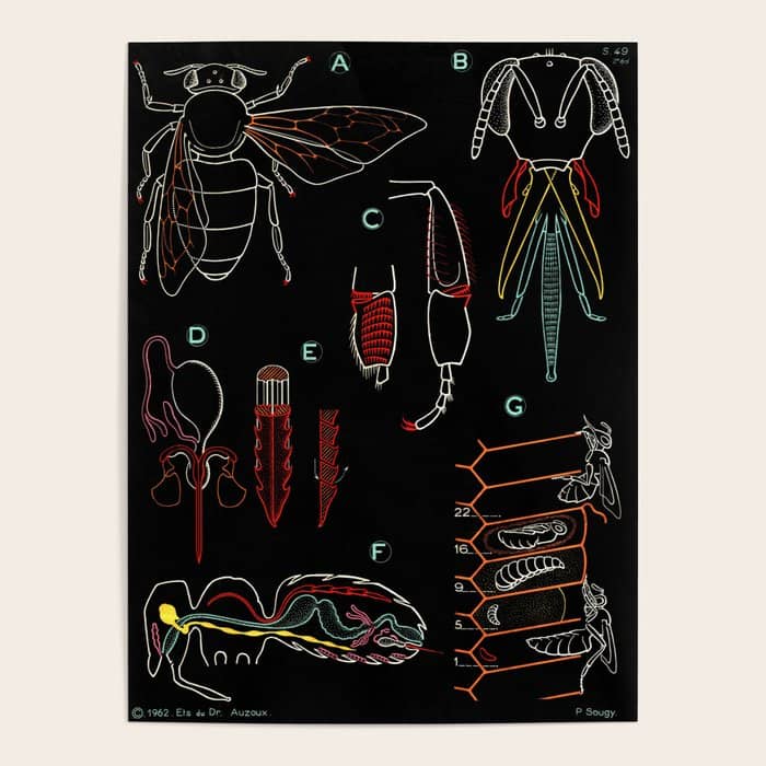 Paul Sougy: The Bee, 1962 (Proceeds Benefit The Nature Conservancy) Poster