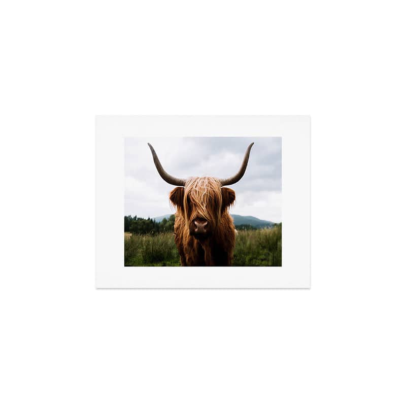 Scottish Highland Cattle Portrait Art Print