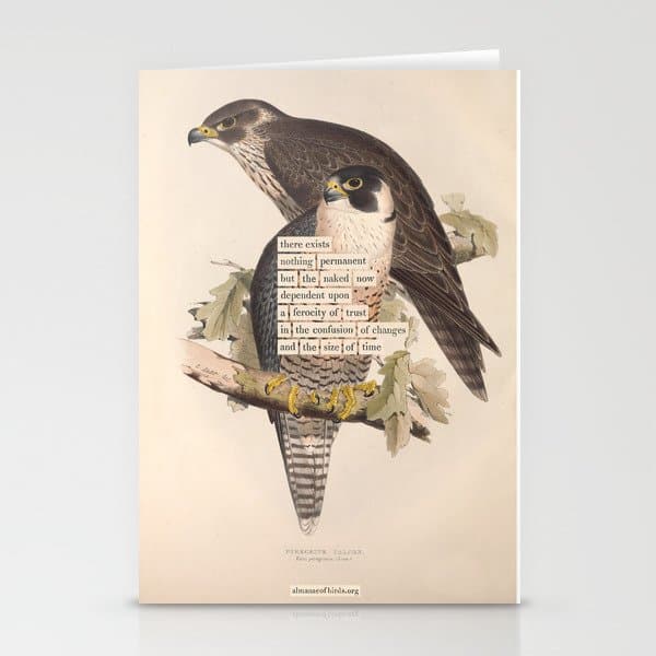 Bird Divinations: Peregrine Falcon (about: almanacofbirds.org) Stationery Card
